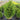 Thuja WorryFree® 'Junior Giant' (Dwarf Arborvitae)