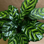 Calathea Makoyana