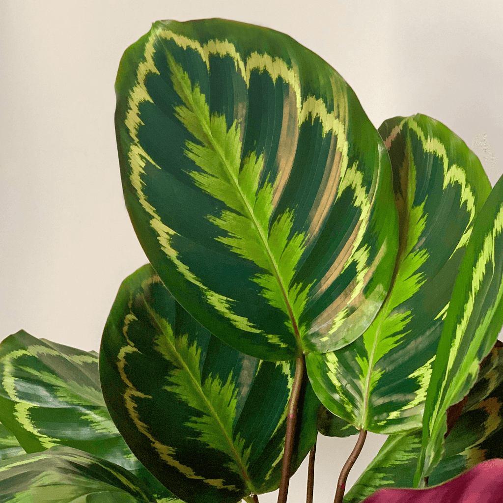 Calathea Mandolin Small