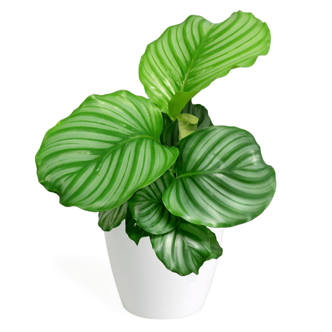 Calathea Orbifolia Small