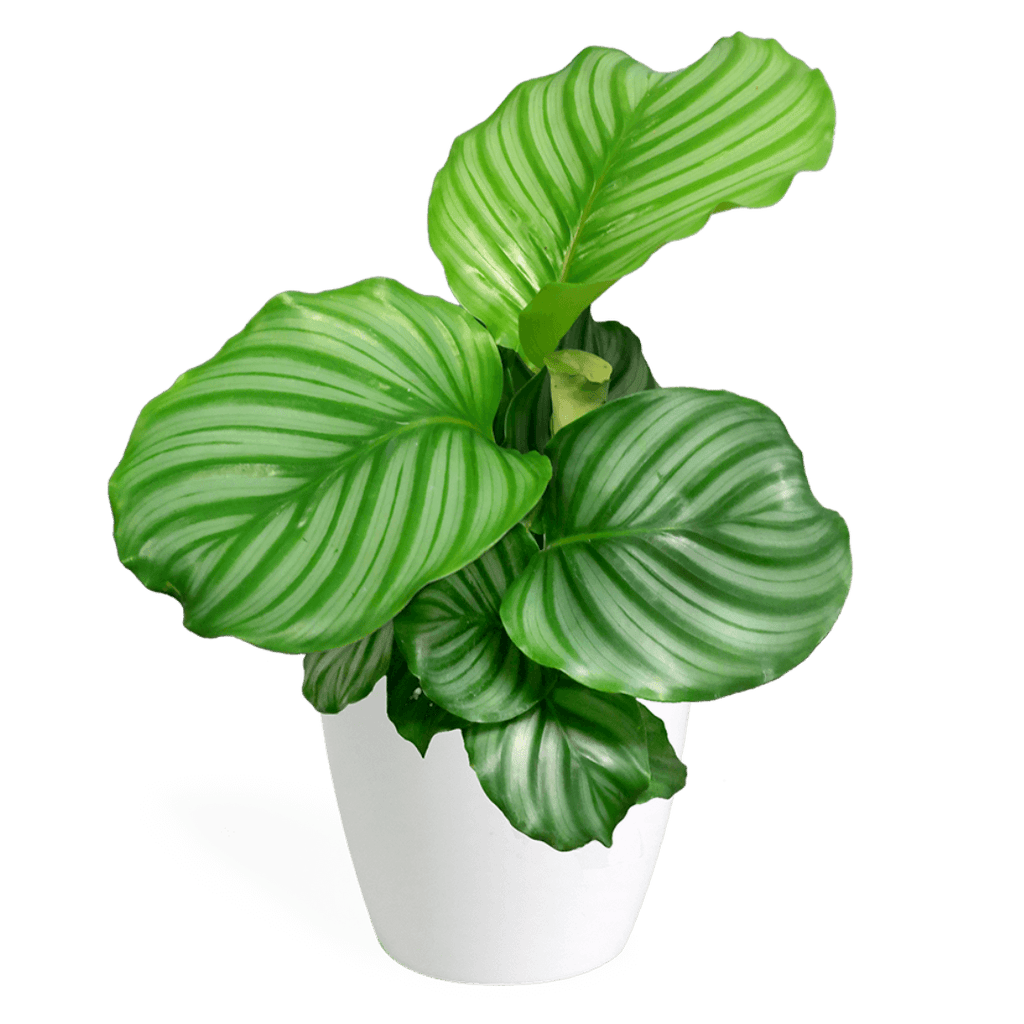 Calathea Orbifolia Small