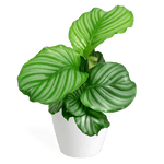 Calathea Orbifolia Small