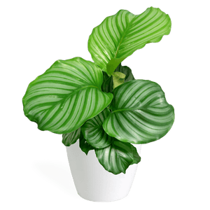 Calathea Orbifolia Small