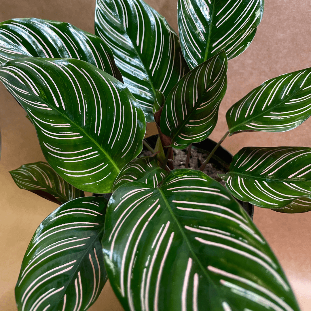 Calathea Ornata