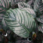 Calathea Ornata