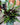 Calathea 'Lancifolia' (Rattlesnake Plant)