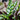 Calathea 'Lancifolia' (Rattlesnake Plant)