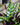 Calathea 'Lancifolia' (Rattlesnake Plant)