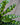 Calathea 'Lancifolia' (Rattlesnake Plant)
