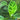 Calathea Zebrina1