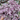 Tradescantia Pink (Callisia Repens)