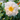 Camellia 'Winter's Snowman'