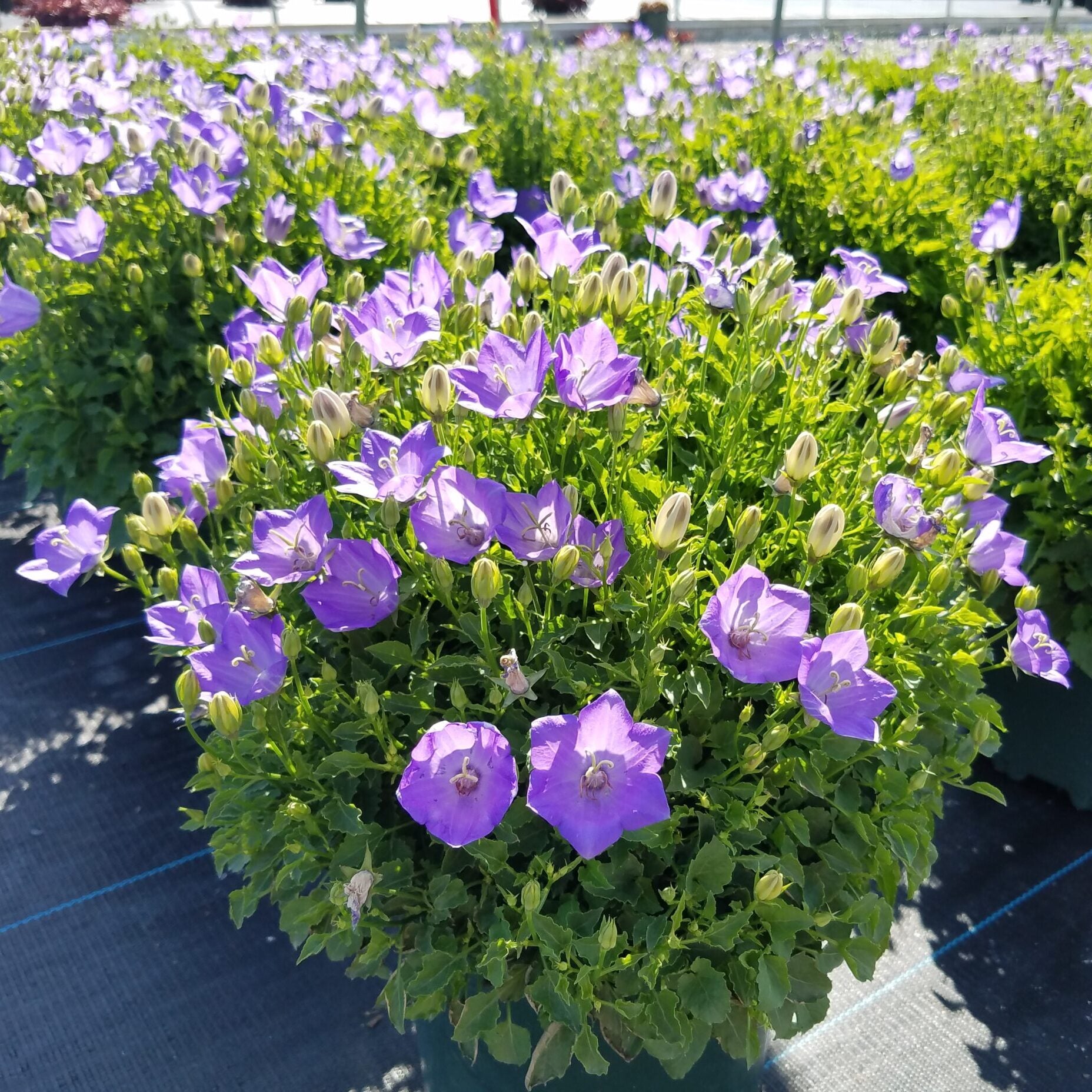 Bellflower 'Rapido Blue'