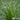 Cherokee Sedge (Carex)