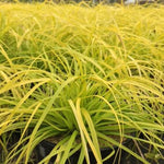 Carex 'Everillo'