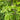 Carpinus betulus (Columnar European Hornbeam)