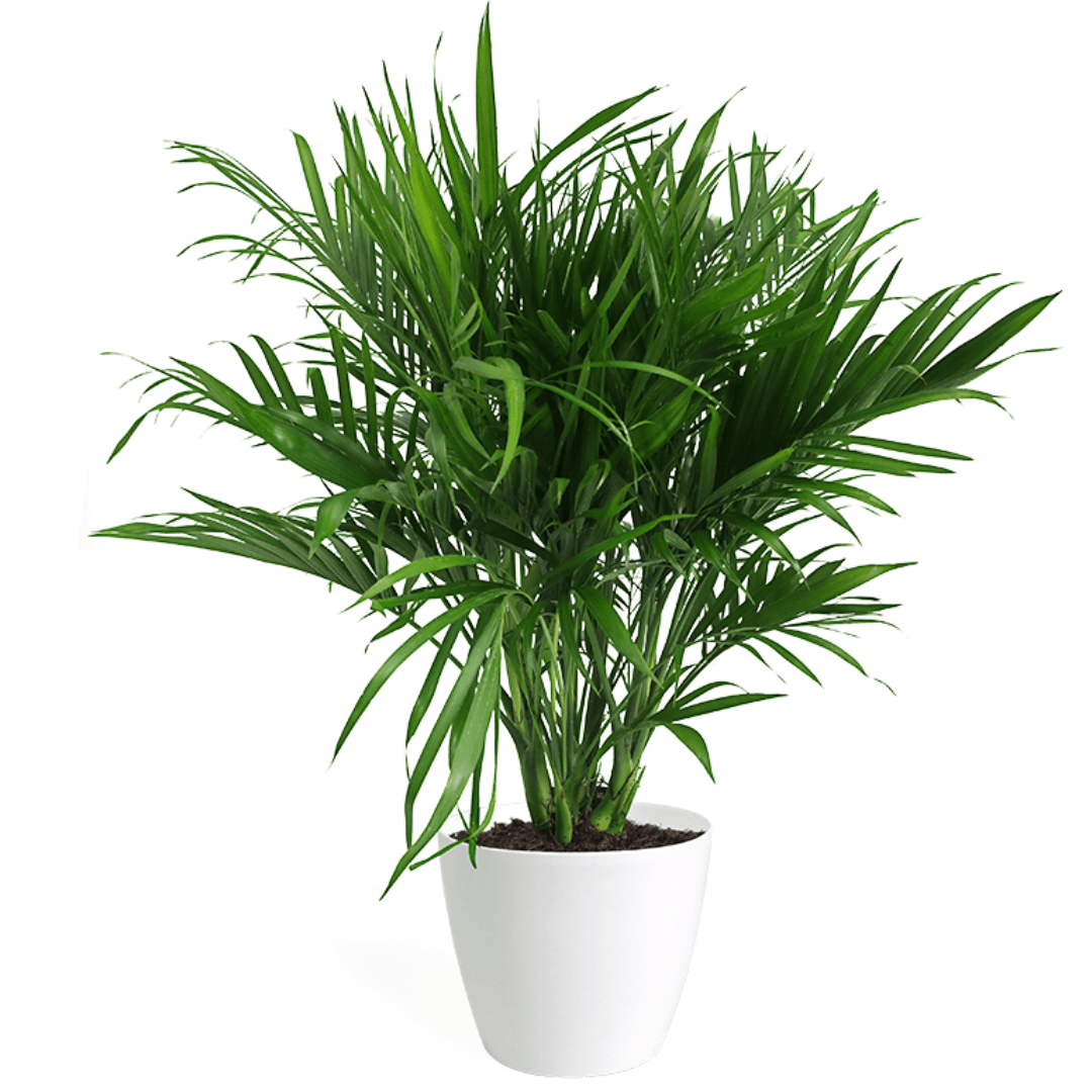 Cat Palm Large