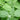 Catnip (Nepeta cataria) (Organic)