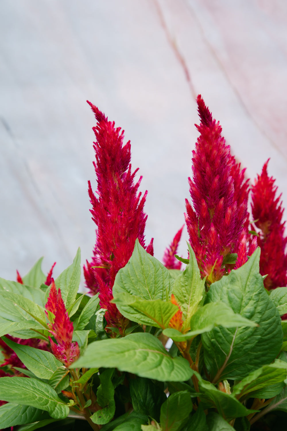 Celosia Bright Sparks Mix 4 Pack