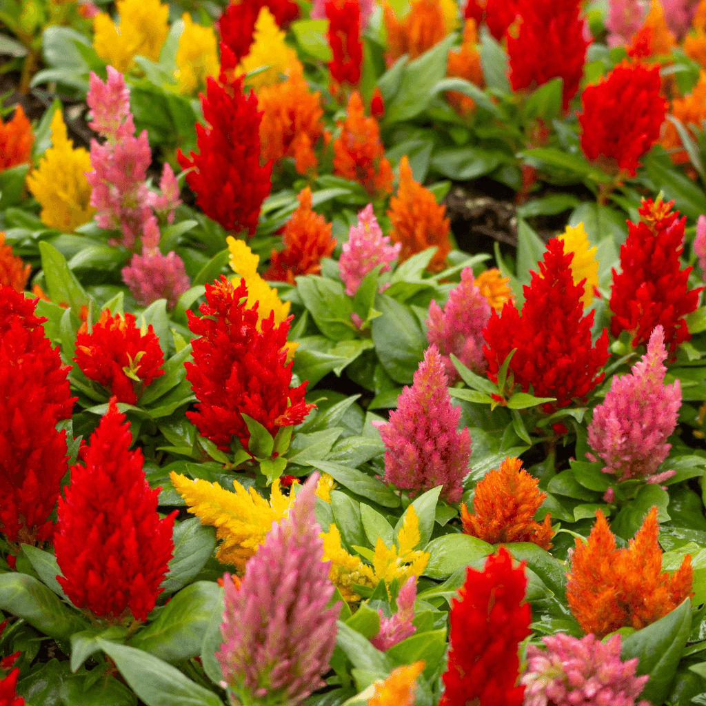 Celosia Bright Sparks Mix 4 Pack