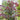 Cercis 'Midnight Express®' (Redbud)