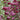 Cercis 'Midnight Express®' (Redbud)