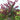 Cercis 'Midnight Express®' (Redbud)