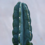 Cereus Peruvianus Large