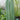 Cereus Peruvianus