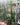 Cereus Peruvianus