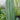 Cereus Peruvianus