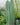 Cereus Peruvianus