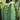 Cereus Peruvianus FF