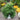Chamaecyparis pisifera Soft Serve® (False Cypress)