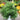 Chamaecyparis pisifera Soft Serve® (False Cypress)