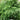 Chamaecyparis pisifera Soft Serve® (False Cypress)