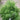 Chamaecyparis pisifera Soft Serve® (False Cypress)