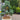Title
Chamaecyparis pisifera 'Cyano-Viridis' Pom-Pom (Boulevard Cypress)
