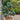 Title
Chamaecyparis pisifera 'Cyano-Viridis' Pom-Pom (Boulevard Cypress)
