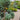 Title
Chamaecyparis pisifera 'Cyano-Viridis' Pom-Pom (Boulevard Cypress)
