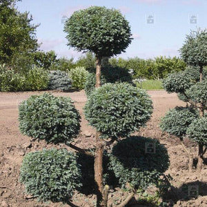 Chamaecyparis pisifera 'Cyano Viridis'