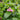 Chelone 'Tiny Tortuga™' (Turtlehead)