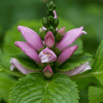 Chelone lyonii 'Hot Lips' 