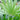 Chinese Fan Palm