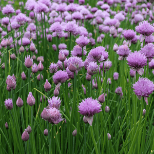 Chives