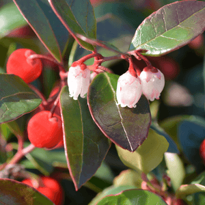 Christmas Wintergreen (Gaultheria Procumbens)