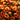Chrysanthemum Bronze orange