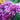 Chrysanthemum Purple