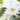 Chrysanthemum White 