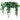 Cissus Grape Ivy